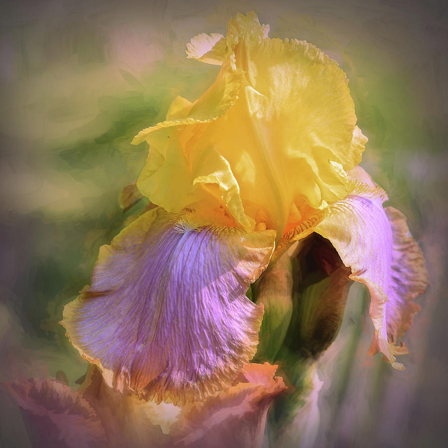Bearded Iris Spring Gardens Photograph by Mary Lynn Giacomini