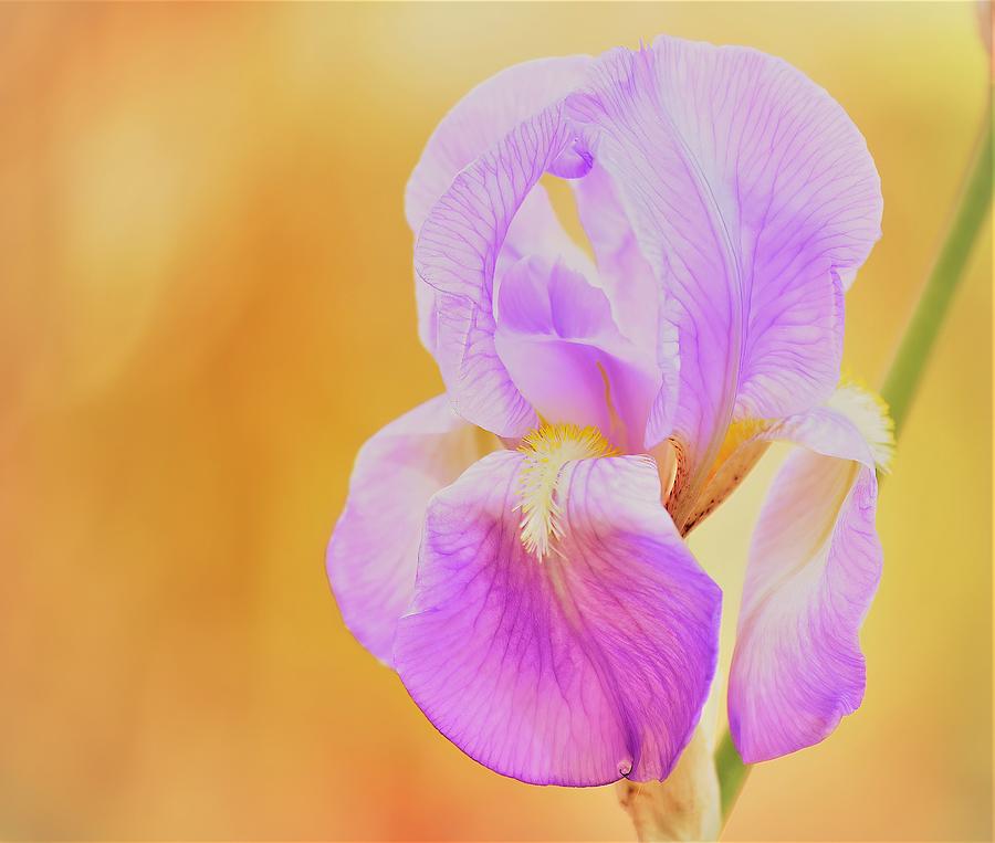 Bearded Iris Photograph