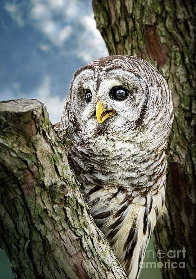 Barred Owl  #1 Pyrography by Joseph Miko