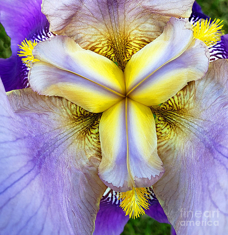 Purple Bearded Iris In Macro Photograph