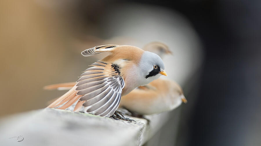 Bearded Reedlings on the parapet Photograph by Torbjorn Swenelius