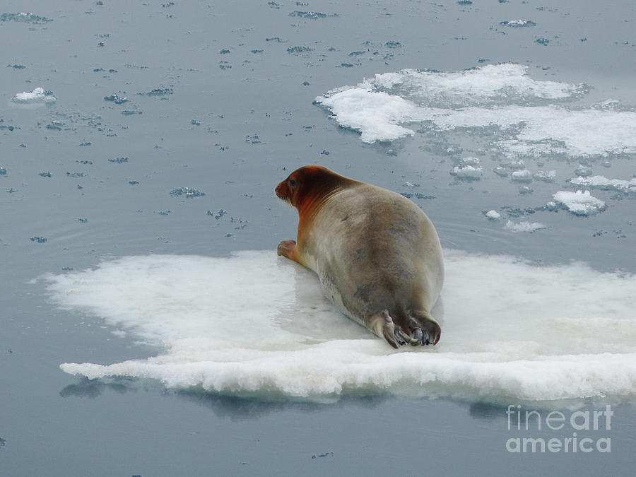 Bearded Seal on ice flow   Photograph by Phil Banks