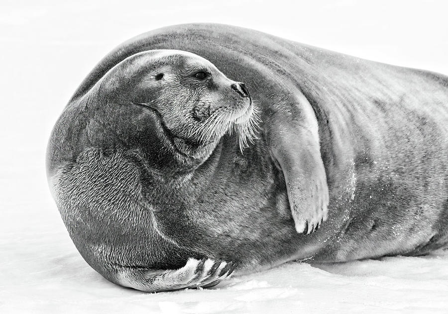 Bearded Seal Photograph by Rand Ningali
