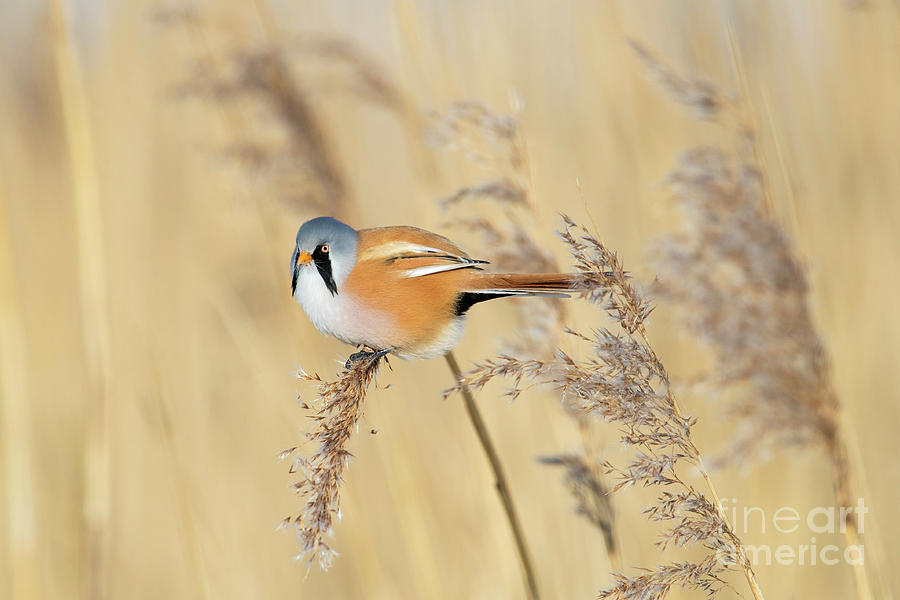 Bearded Tit In Reed Bed Photograph