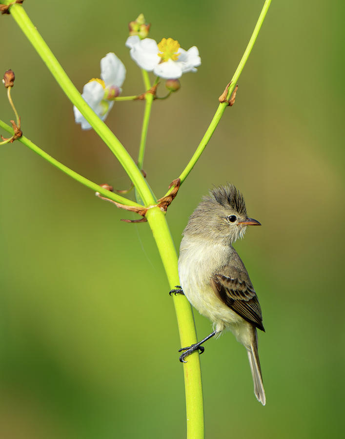 Bearded Tyrannulet Photograph by Mary Catherine Miguez