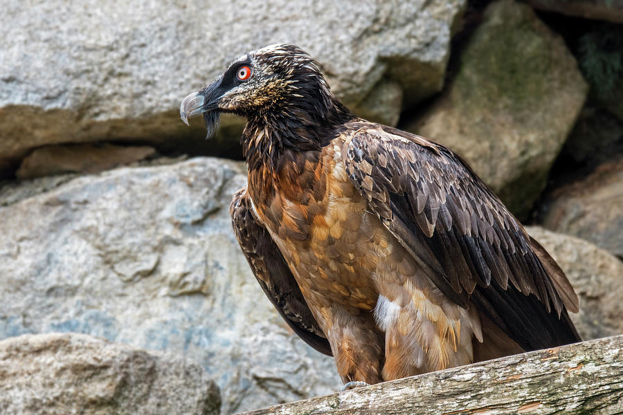 Bearded Vulture Photograph by Arterra Picture Library