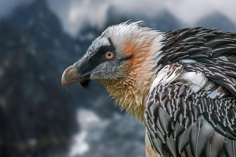 Bearded Vulture in the Mountains Photograph by Arterra Picture Library
