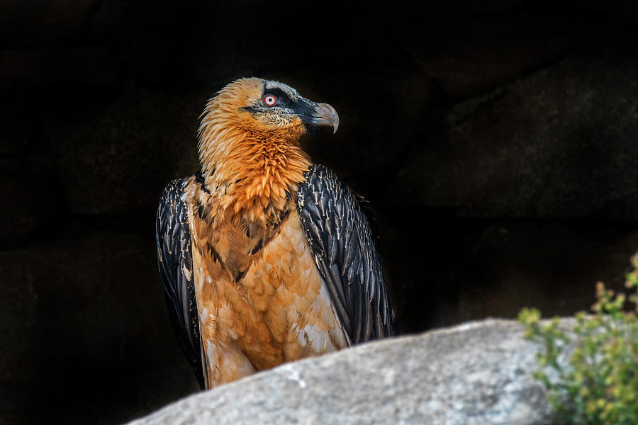 Bearded Vulture, Pyrenees Photograph by Arterra Picture Library