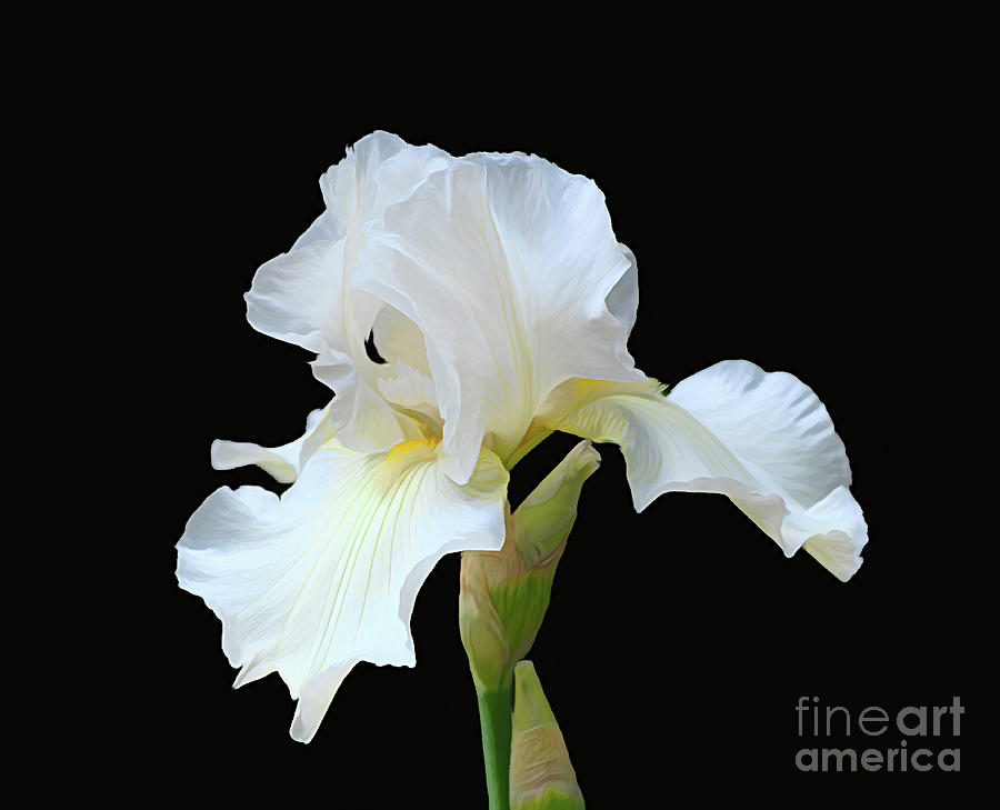 Bearded White Iris Photograph