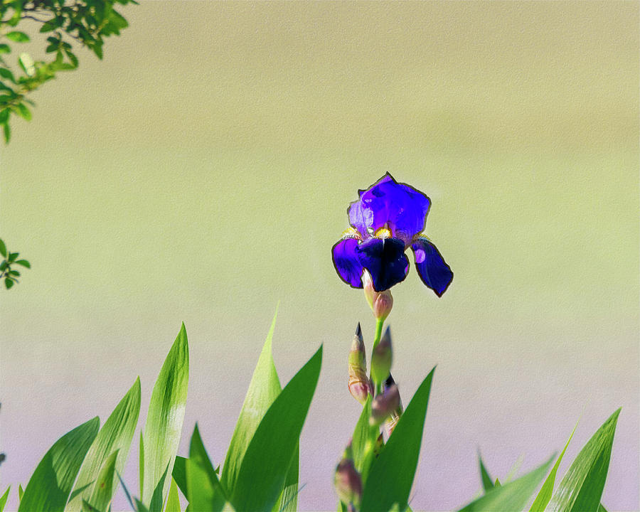 Bearded Wild Iris Photograph by Debra Martz