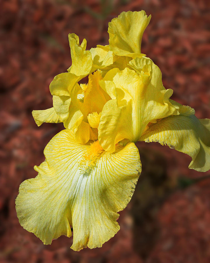 Bearded Yellow Iris Photograph by Mike Mcquade