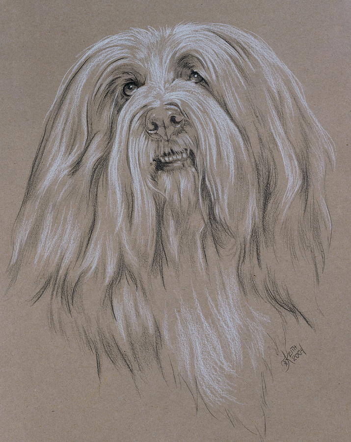 Dog Drawing - Beardie in Graphite by Barbara Keith