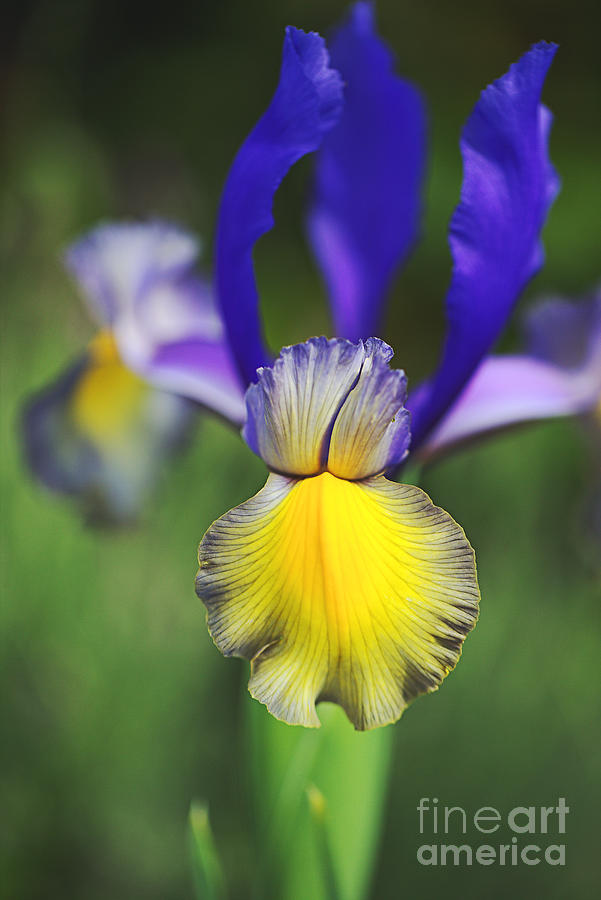 Beardless Iris Purples With Yellow Photograph by Joy Watson