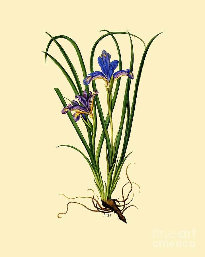 Iris Digital Art - Beardless purple iris by Madame Memento