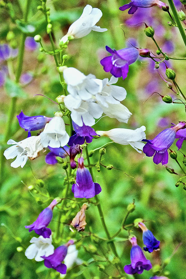 Beardtongue and White Penstemon in Rancho Santa Ana Botanic Garden in Claremont, California Photograph by Ruth Hager