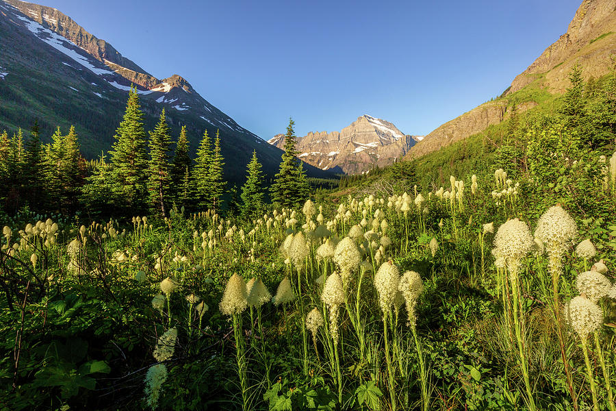 Beargrass at Base of Mt Gould Photograph by Jack Bell