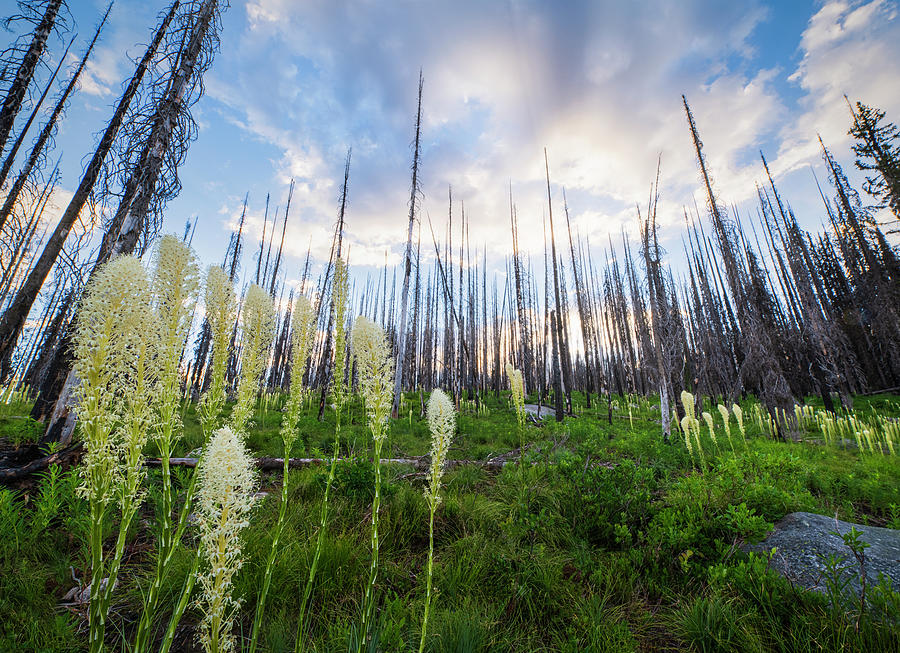 Summer Photograph - Beargrass Bloom in the Bitterroot Mountains by Matt Hammerstein
