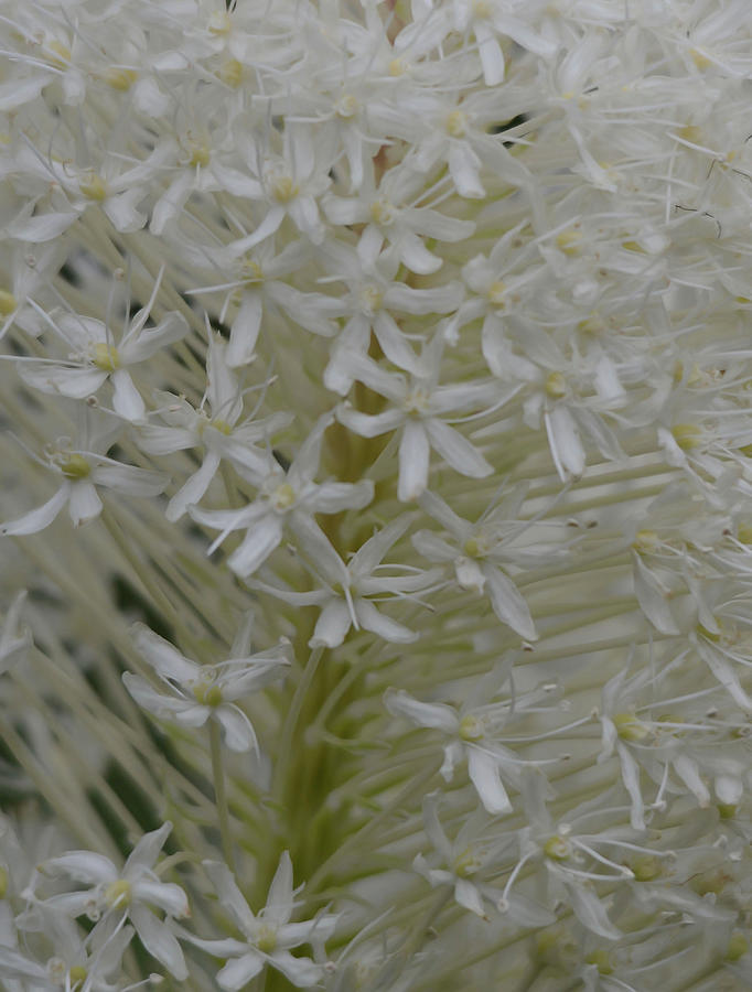 Beargrass in Macro Photograph by Whispering Peaks Photography