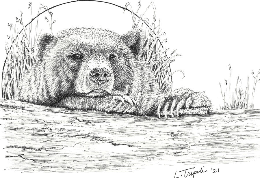 Bearly Awake Drawing by Lawrence Tripoli