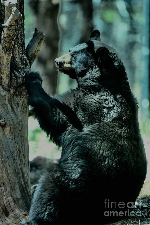 Bearly Hangin On Digital Art by Tammy Keyes