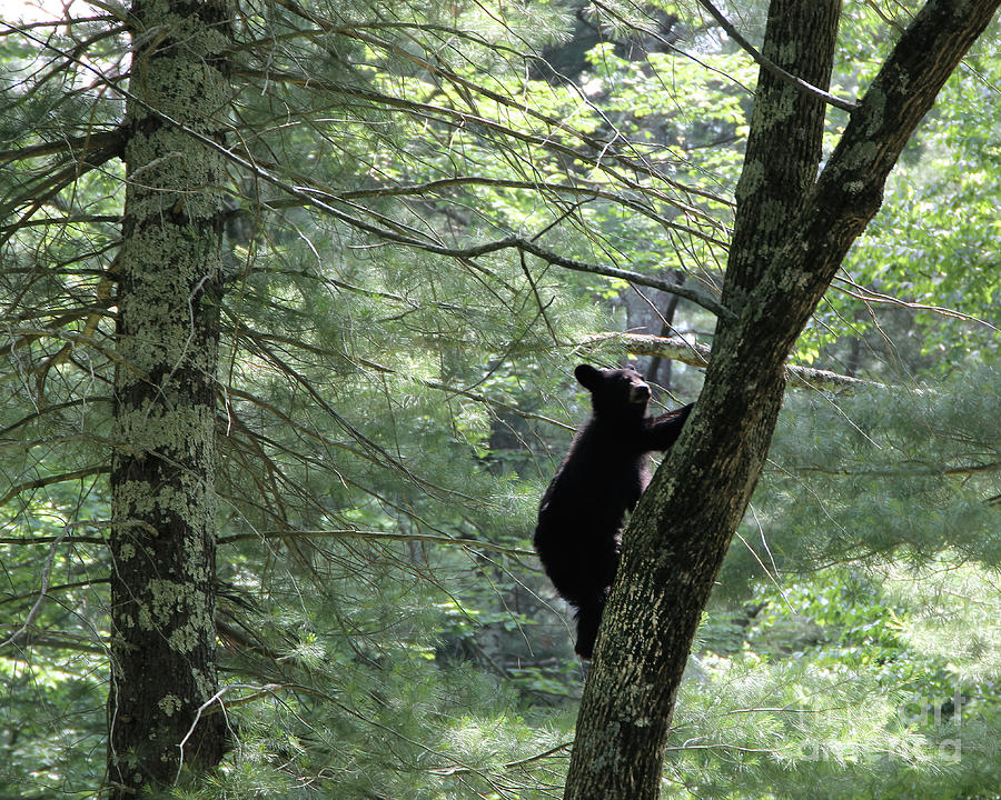 Bearly Off The Ground Photograph by Daniel Beard - Fine Art America