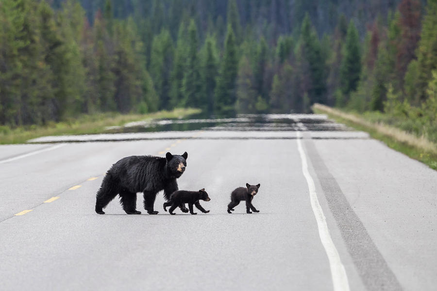 Bears and Highway Photograph by Bill Cubitt
