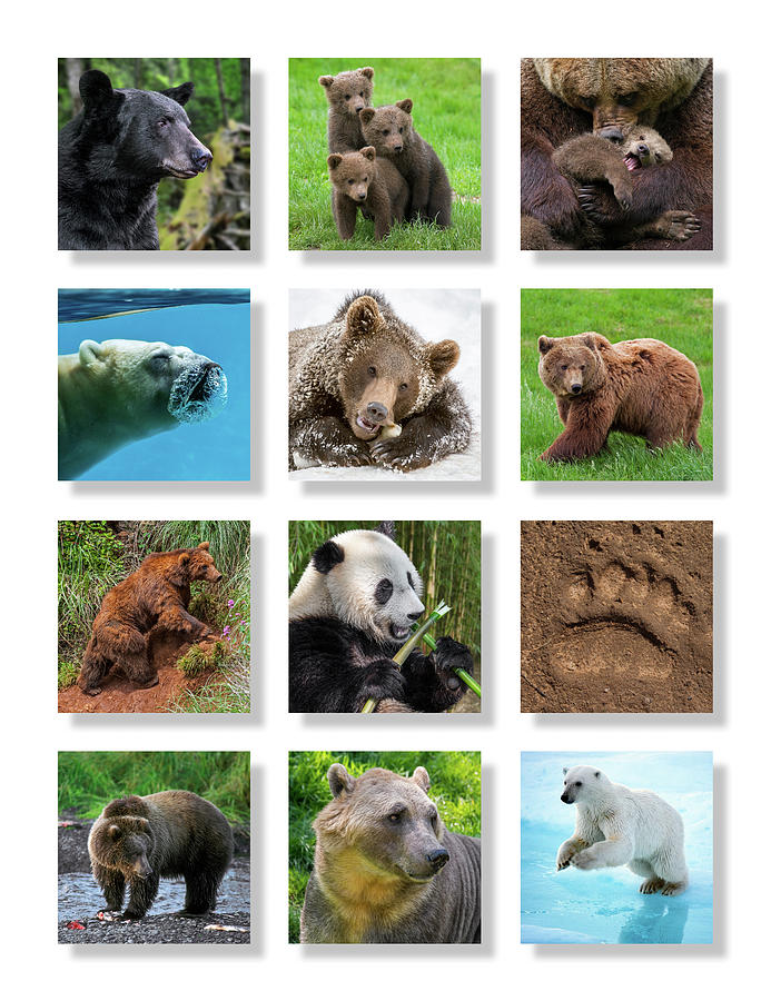 Bears Photograph by Arterra Picture Library