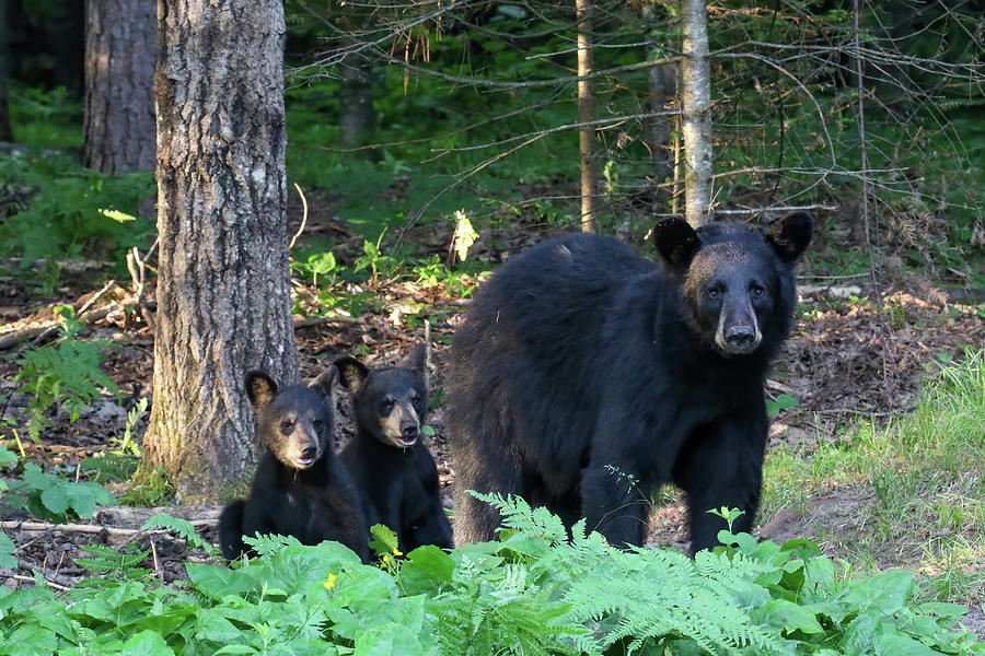 Bears Photograph by Brook Burling
