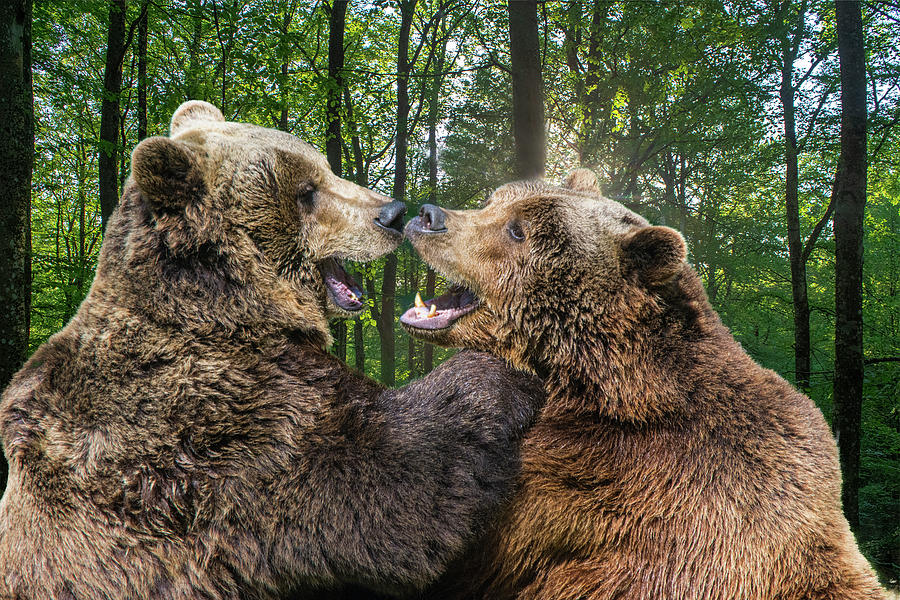 Bears In The Wood Photograph