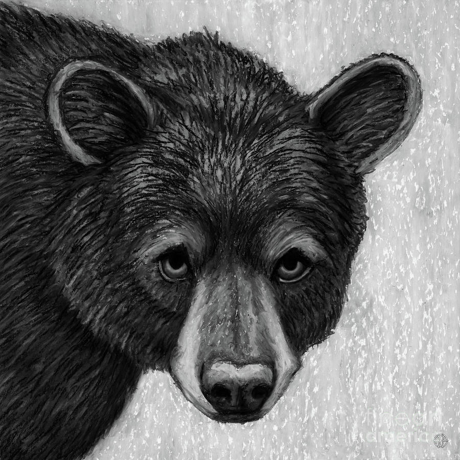 Beary The Black Bear. Black and White Drawing by Amy E Fraser - Fine ...