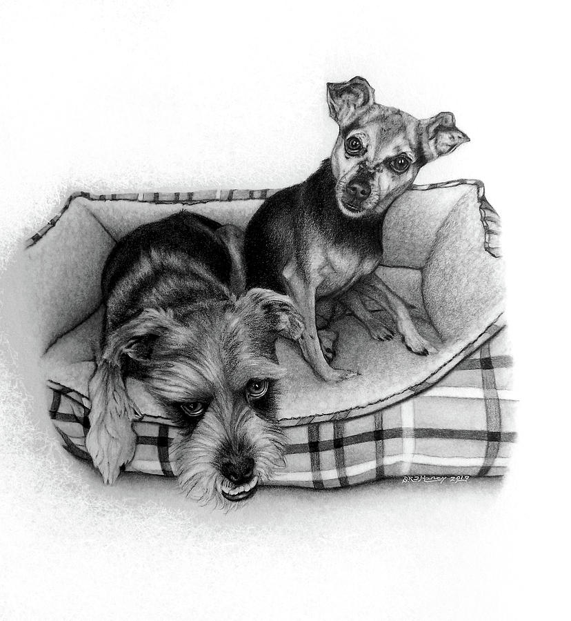 Beasley and Maggie Drawing by Danielle R T Haney