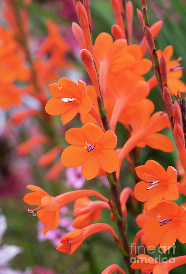 Beatrice Watsonia Flowers Photograph by Tim Gainey
