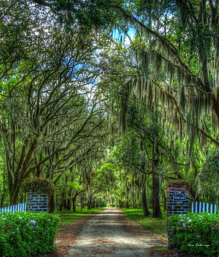 Beaufort County, SC Cotton Hall Plantation 8 Lowcountry Landscape Art