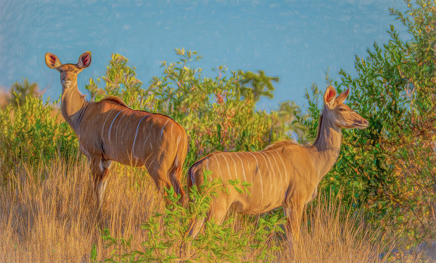 Kudu Beauties of Kruger National Park Photograph by Marcy Wielfaert
