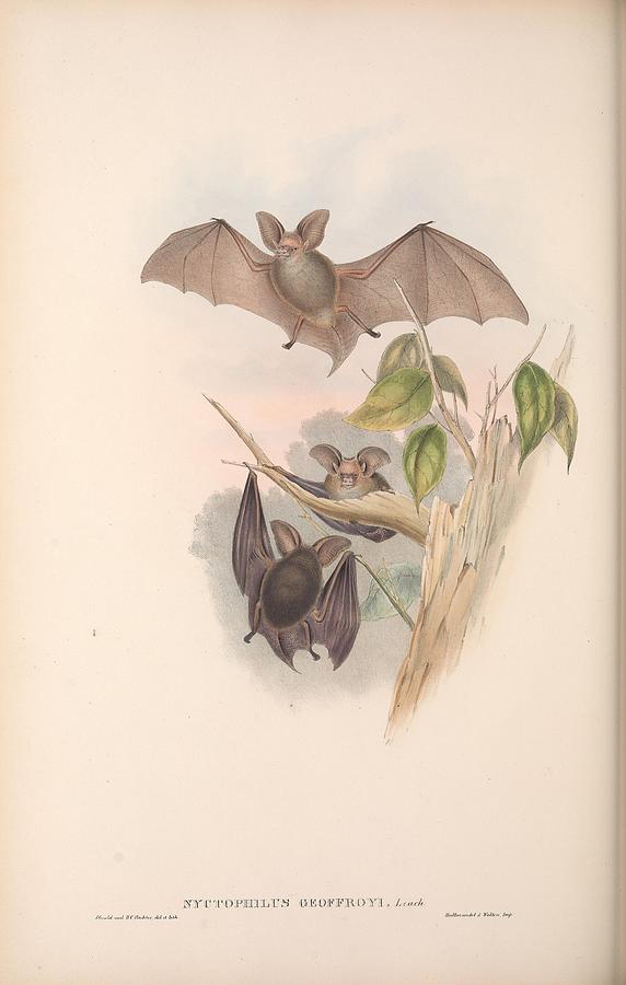 Beautifil Antique Australian Bat Mixed Media by Beautiful Nature Prints ...