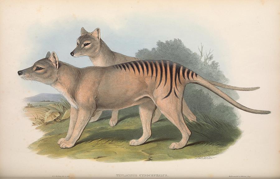 Beautifil Antique Australian Tasmanian Tiger Mixed Media by Beautiful Nature Prints