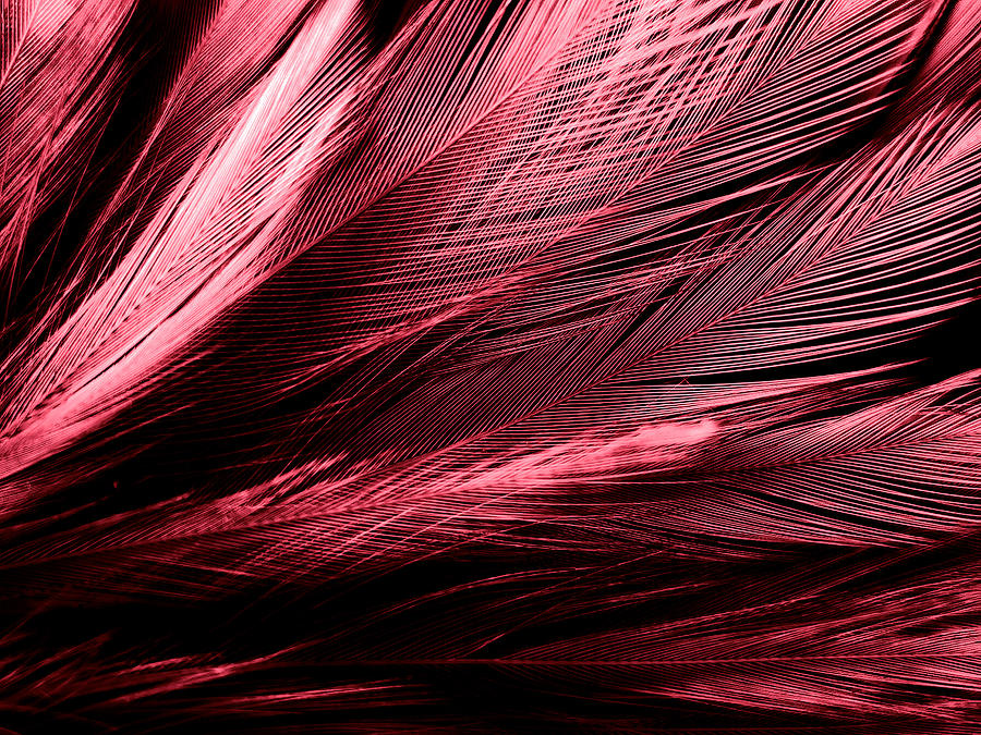 Beautiful abstract red feathers on dark background and black feather