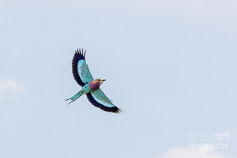 Beautiful adult lilac-breasted roller, coracias caudatus, in fli Photograph by Jane Rix