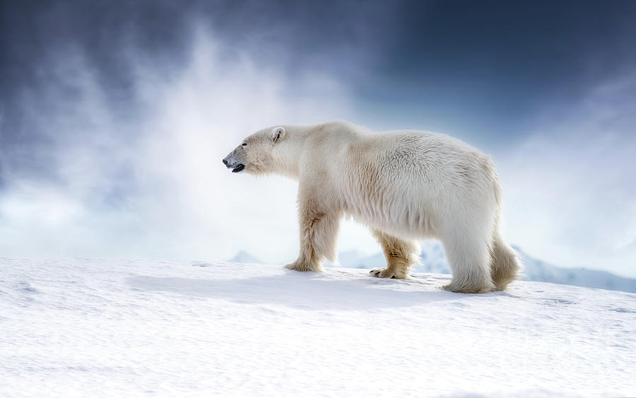 Beautiful adult male polar bear, ursus maritimus, walking across the snow of Svalbard Photograph by Jane Rix