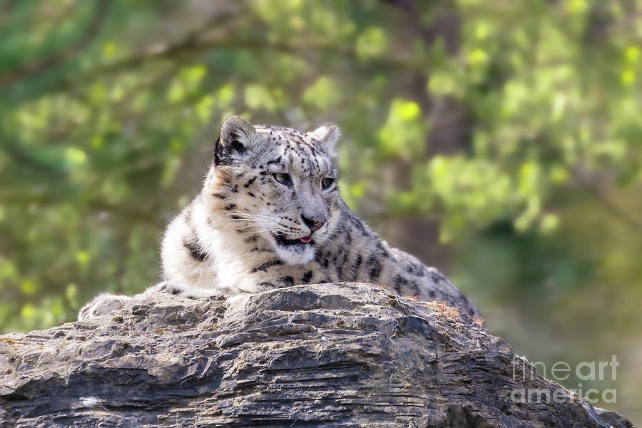 Beautiful adult snow leopard, panthera uncia, on a rocky ledge with soft foliage background Photograph by Jane Rix