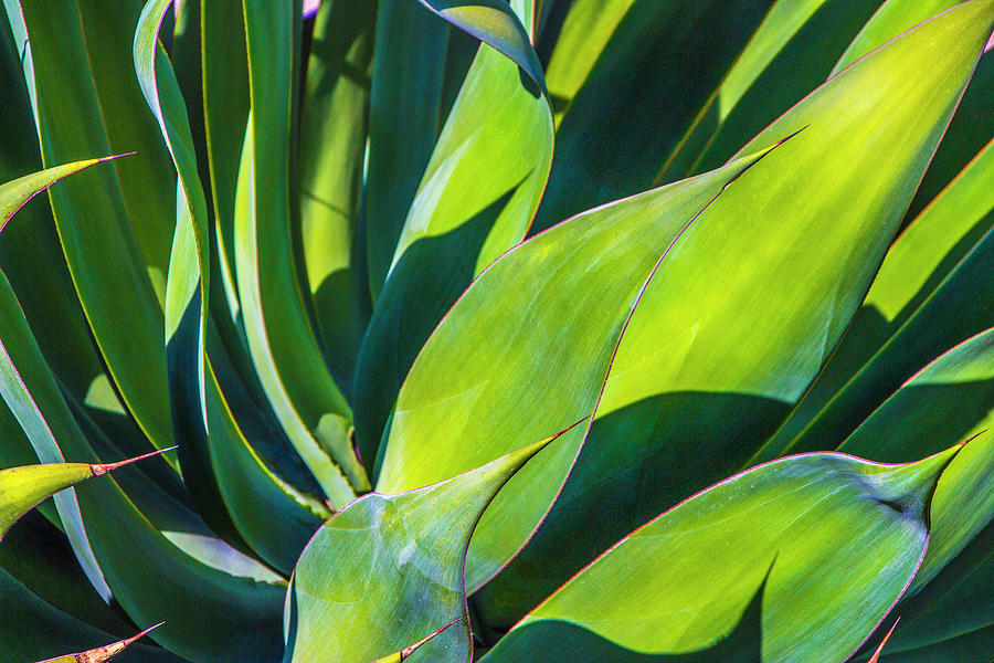 Beautiful Agave Photograph by Beth Taylor