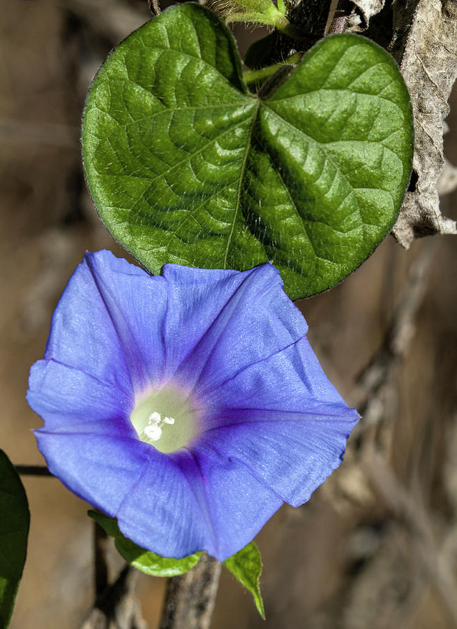 Beautiful Alabama Wildflower Blue Morning Glory Photograph by Kathy Clark