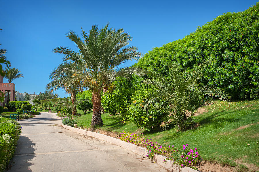 beautiful alley and palm trees in the park in Egypt Photograph by Timonko
