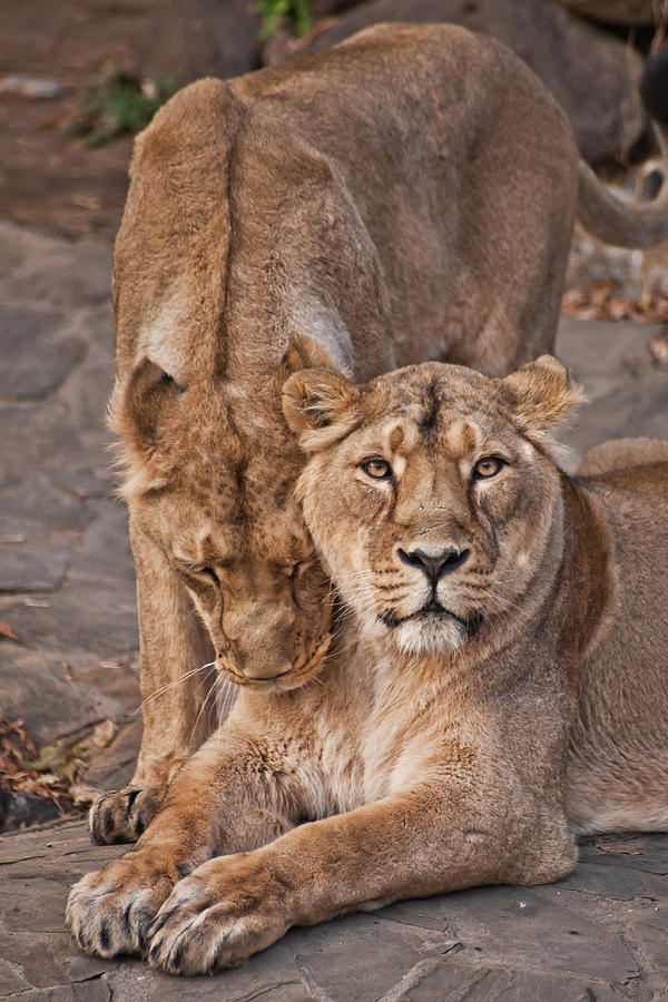 Beautiful And Strong Lioness Pyrography By Michael Semenov Pixels 9828