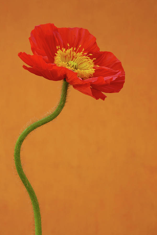 Beautiful and Vibrant  Poppy Photograph by Tina Horne
