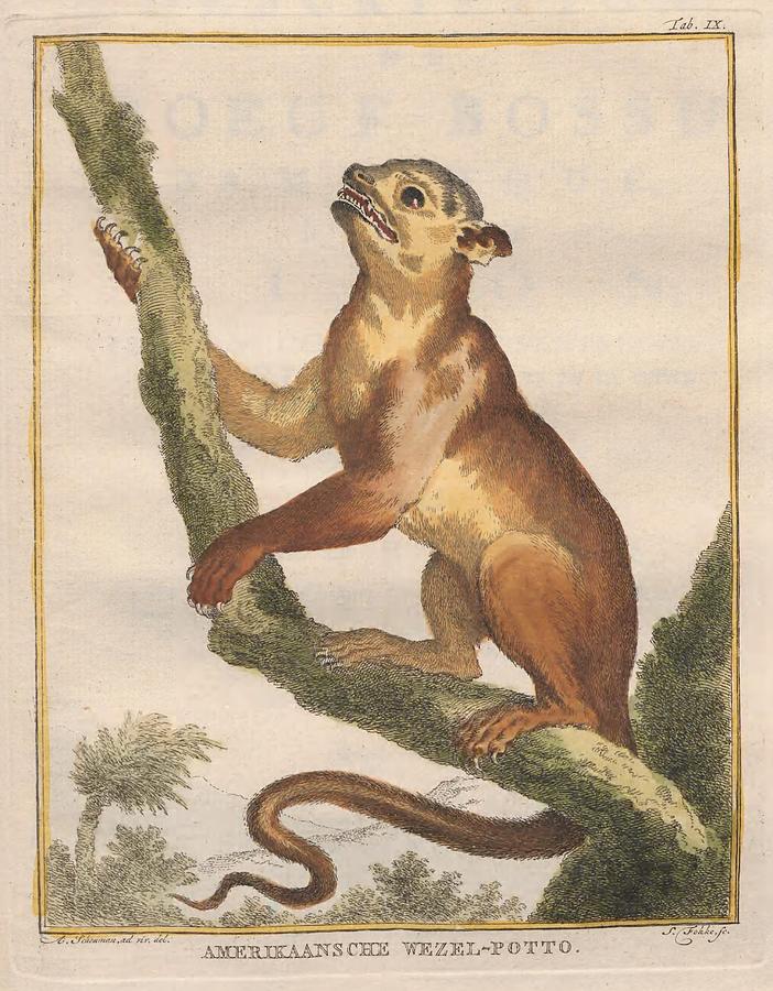 Beautiful Antique Weasel Mixed Media by Beautiful Nature Prints