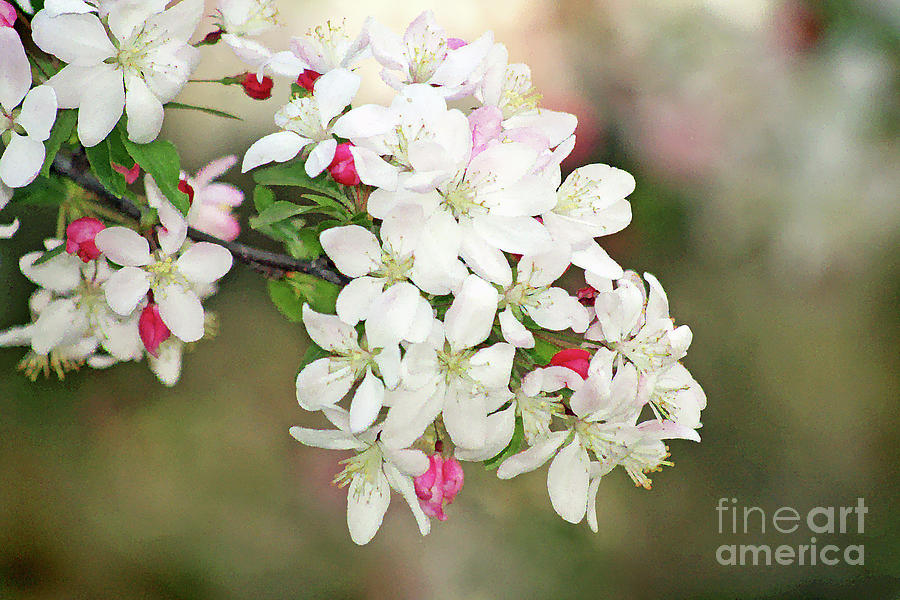 Beautiful Apple Blossoms Digital Art by Tina Uihlein