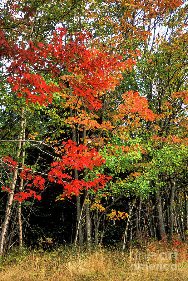Acadia National Park Photograph - Beautiful Autumn Color in Acadia National Park by Bob Phillips