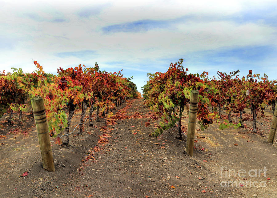 Beautiful Autumn Colored Wine Vineyard Photograph by Stephanie Laird