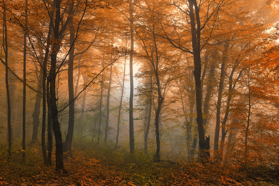 Beautiful autumn forest Photograph by Oskanov
